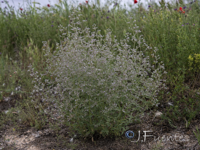 Nepeta hispanica.01