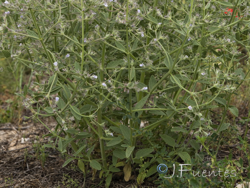 Nepeta hispanica.04