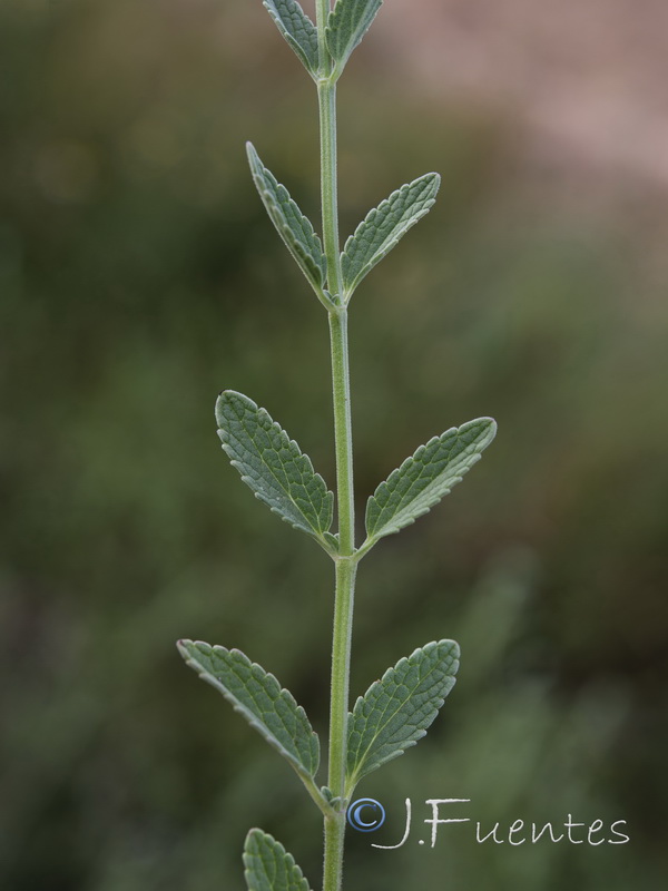 Nepeta hispanica.05