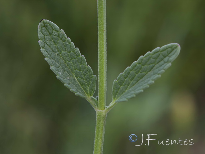 Nepeta hispanica.06