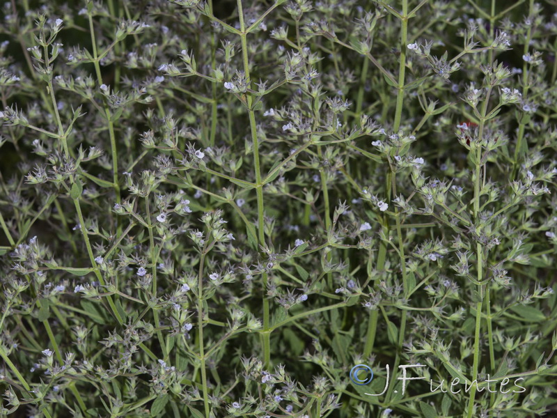 Nepeta hispanica.07