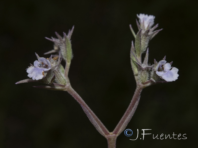 Nepeta hispanica.08