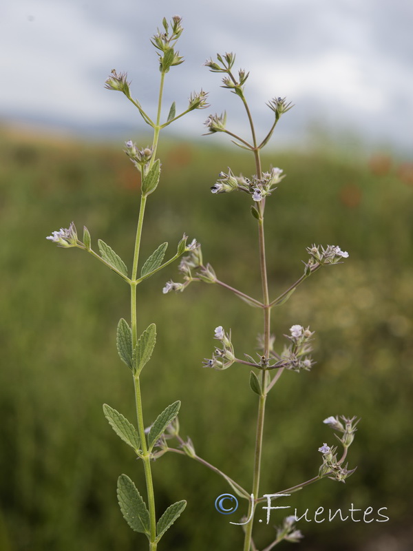 Nepeta hispanica.09