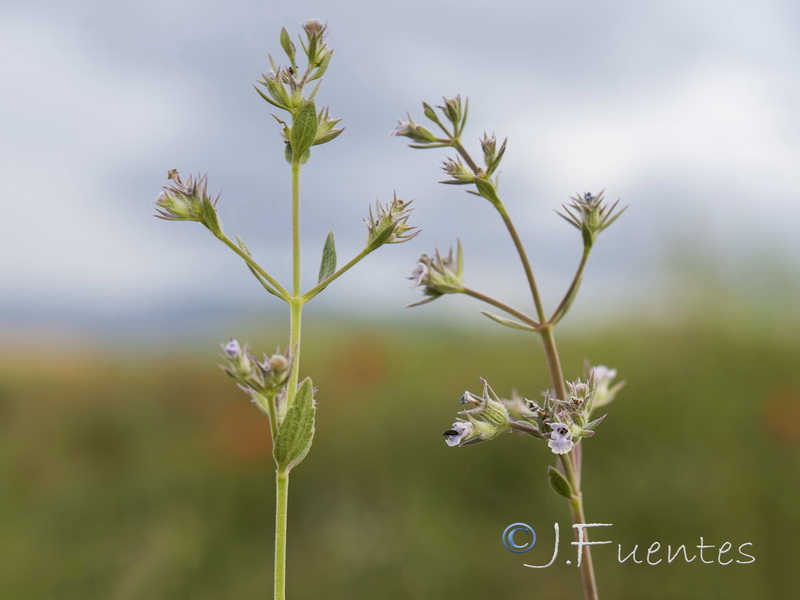 Nepeta hispanica.10