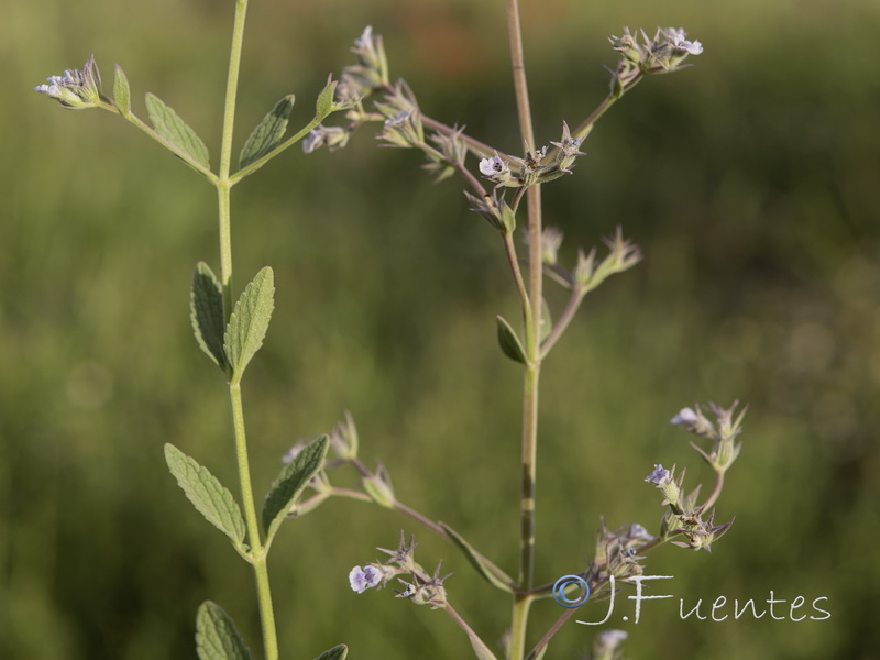 Nepeta hispanica.11