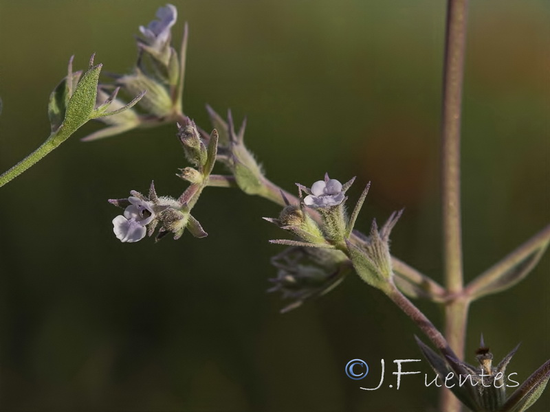 Nepeta hispanica.13