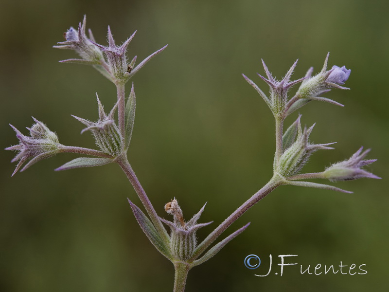 Nepeta hispanica.17