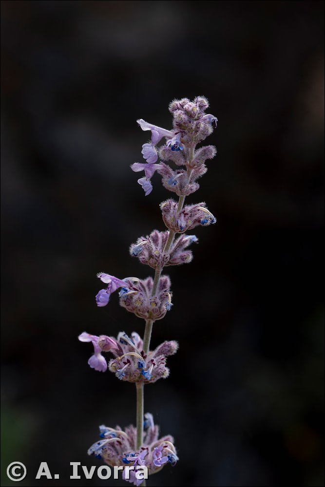 nepeta mallophora03