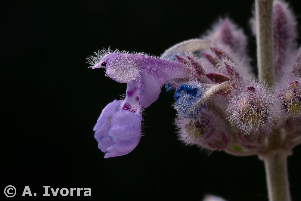nepeta mallophora05