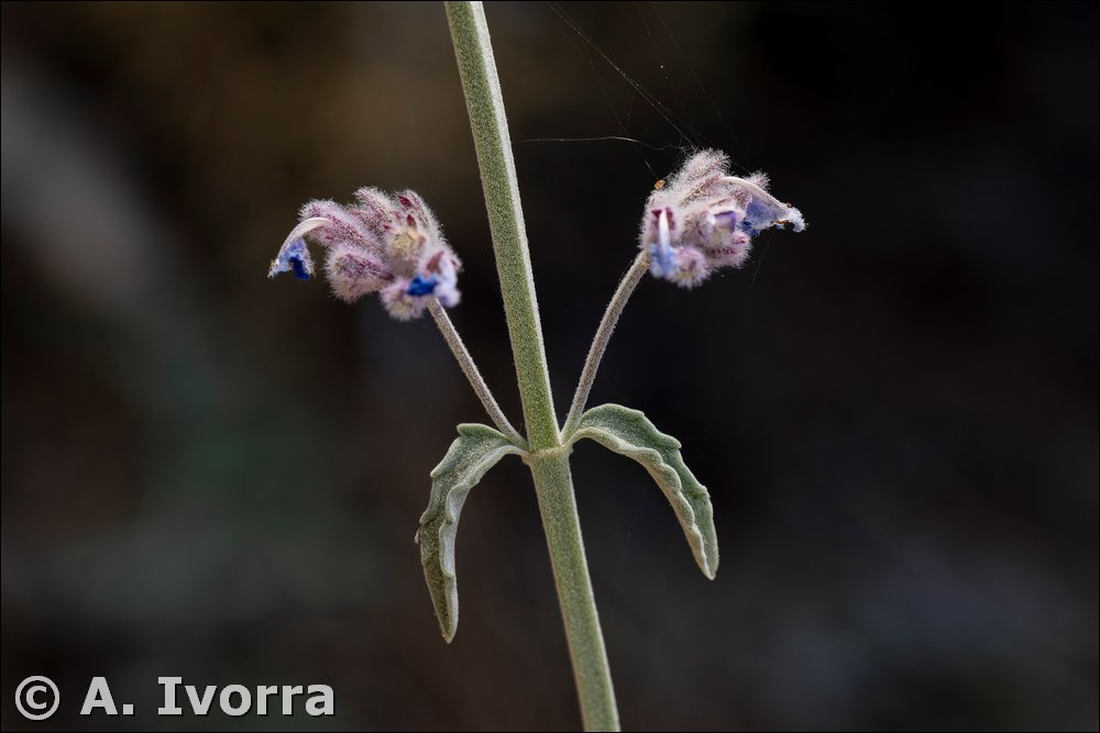 nepeta mallophora06