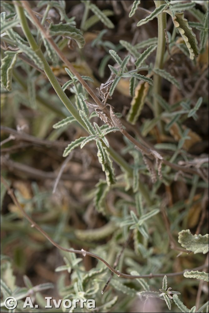 nepeta mallophora07