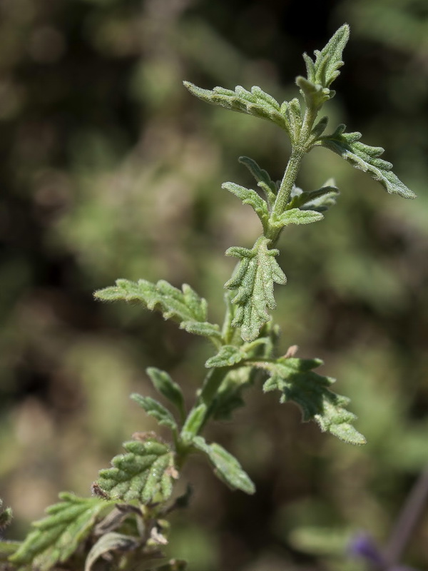 Nepeta nepetella laciniata.01