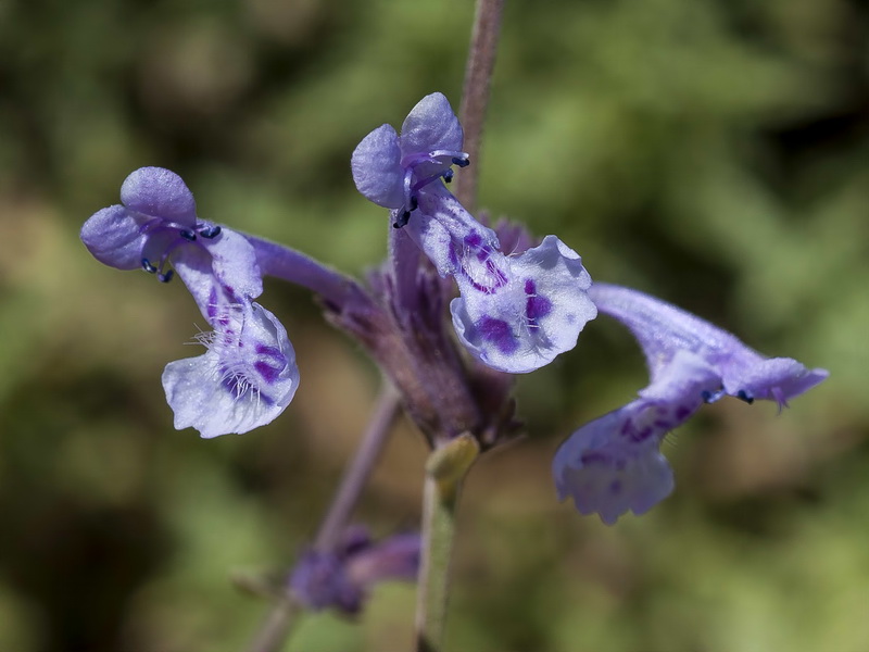 Nepeta nepetella laciniata.02