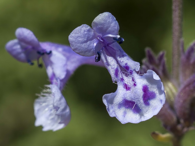 Nepeta nepetella laciniata.03