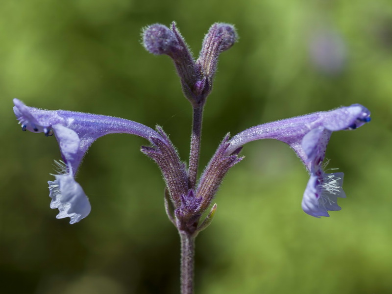 Nepeta nepetella laciniata.05