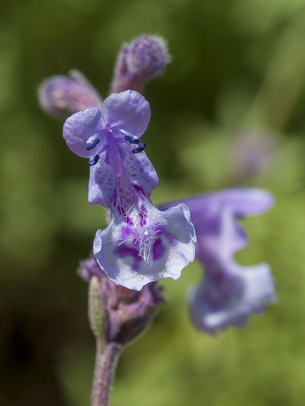 Nepeta nepetella laciniata.06