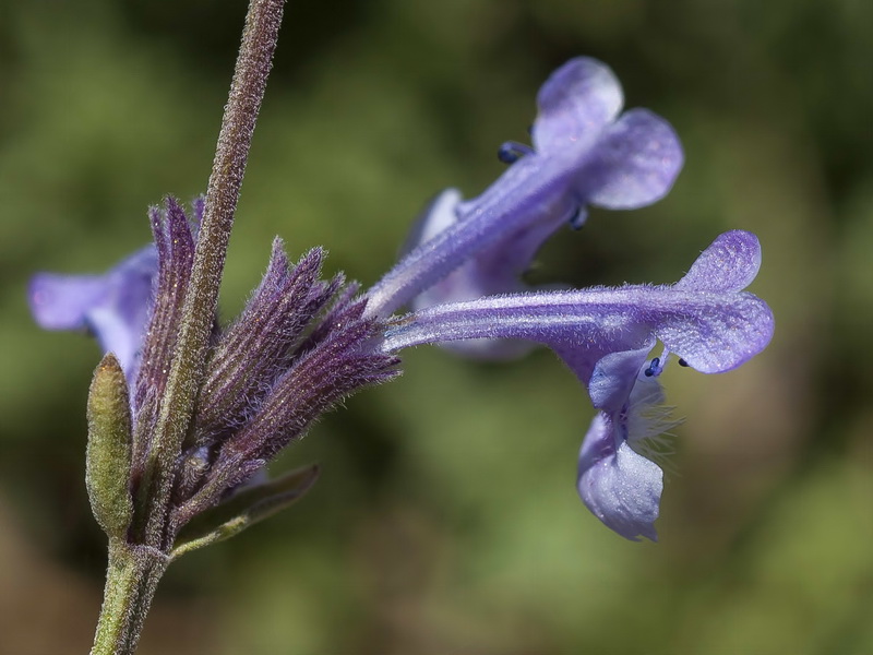 Nepeta nepetella laciniata.07