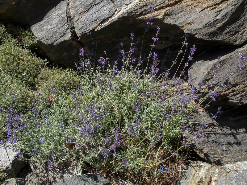 Nepeta nepetella laciniata.10