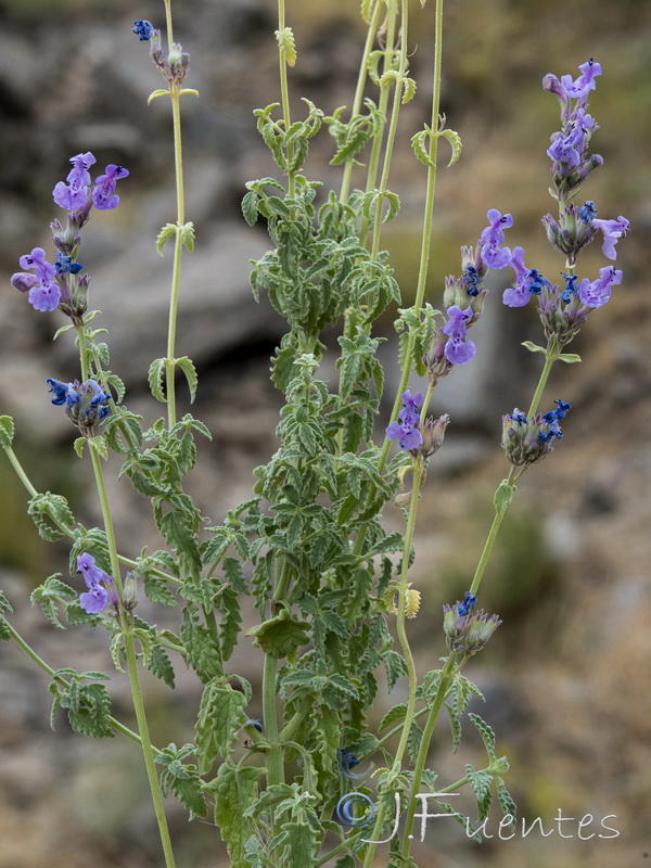 Nepeta nepetella laciniata.14