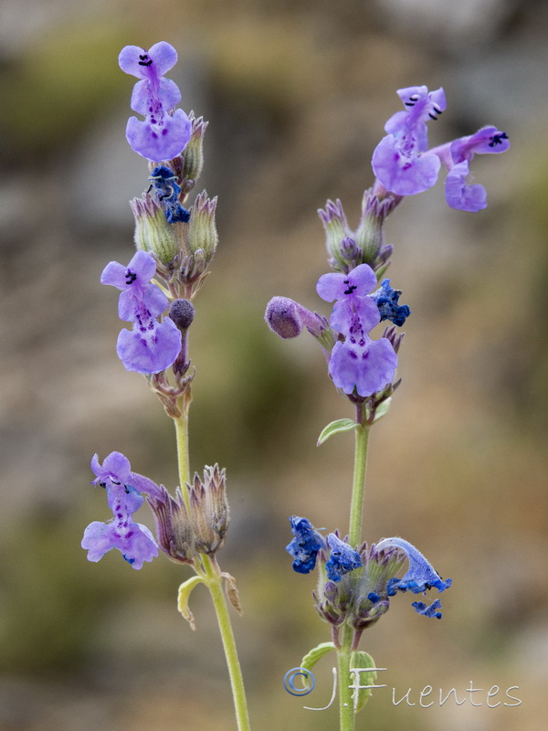 Nepeta nepetella laciniata.22