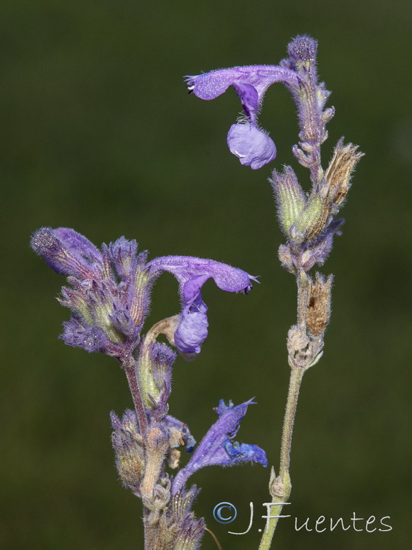 Nepeta nepetella laciniata.25