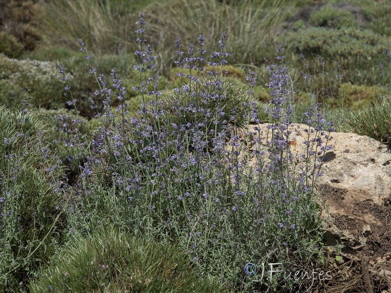 Nepeta mallophora bourgaei.19