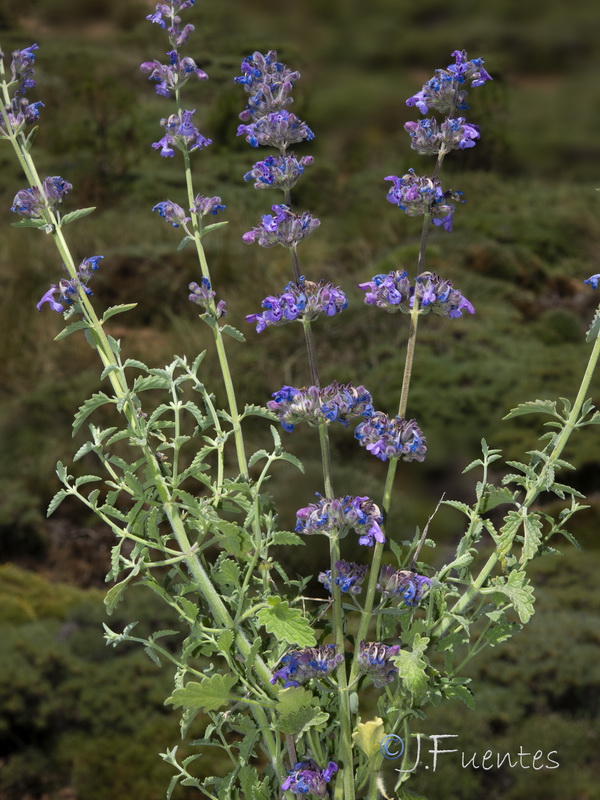 Nepeta mallophora bourgaei.20