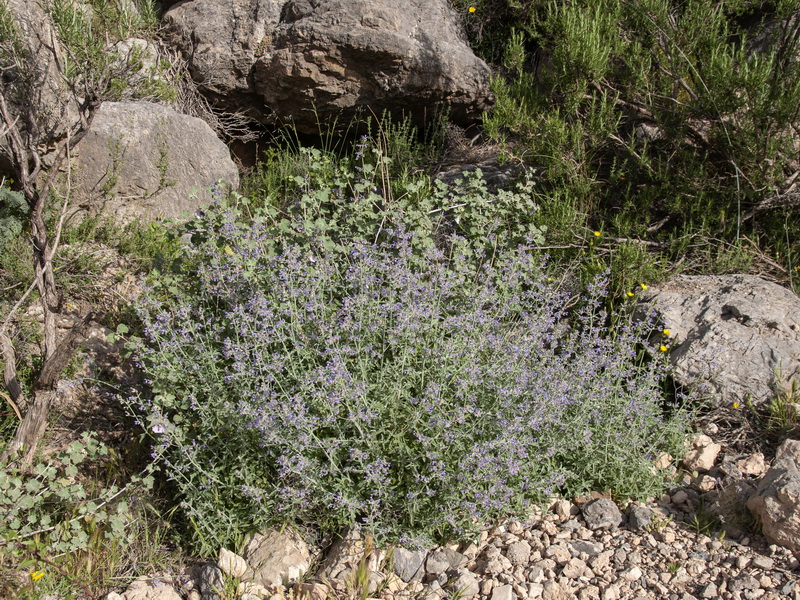 Nepeta nepetella murcica.01