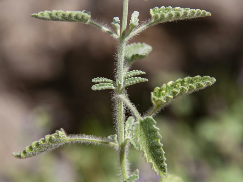 Nepeta nepetella murcica.06