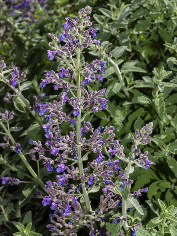 Nepeta nepetella murcica.08