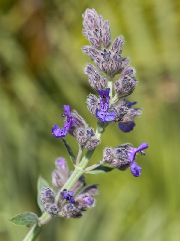 Nepeta nepetella murcica.10