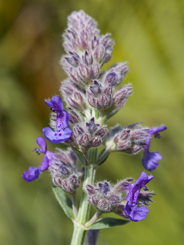 Nepeta nepetella murcica.11