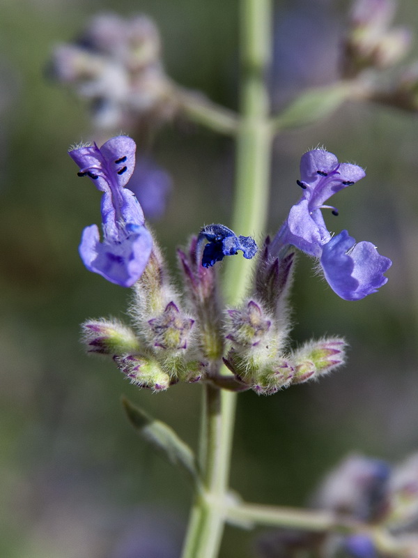 Nepeta nepetella murcica.13