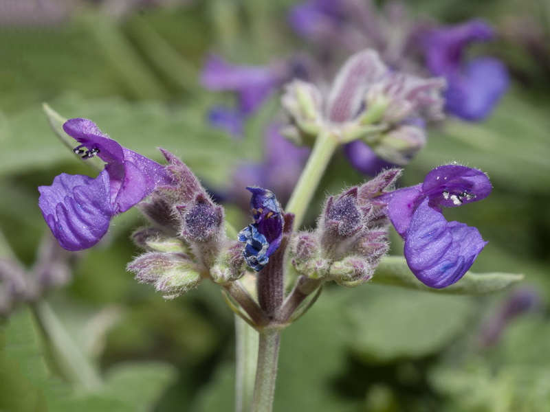 Nepeta nepetella murcica.15