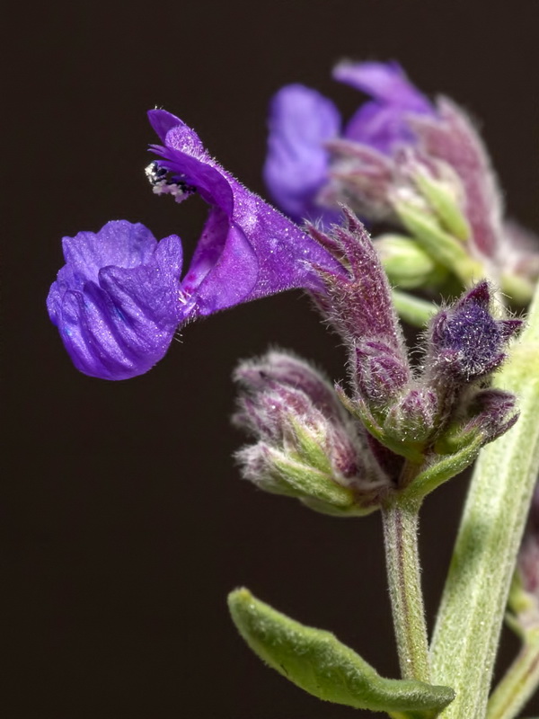 Nepeta nepetella murcica.18