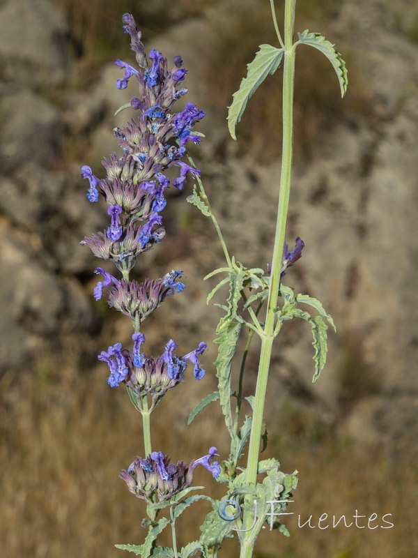 Nepeta nepetella murcica.19