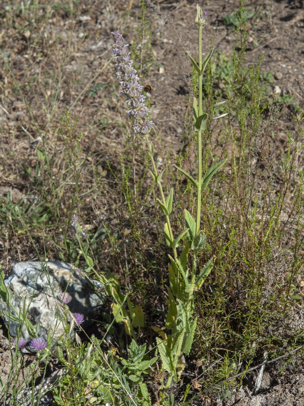 Nepeta tuberosa.01