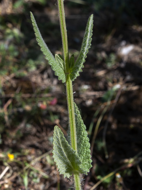 Nepeta tuberosa.03