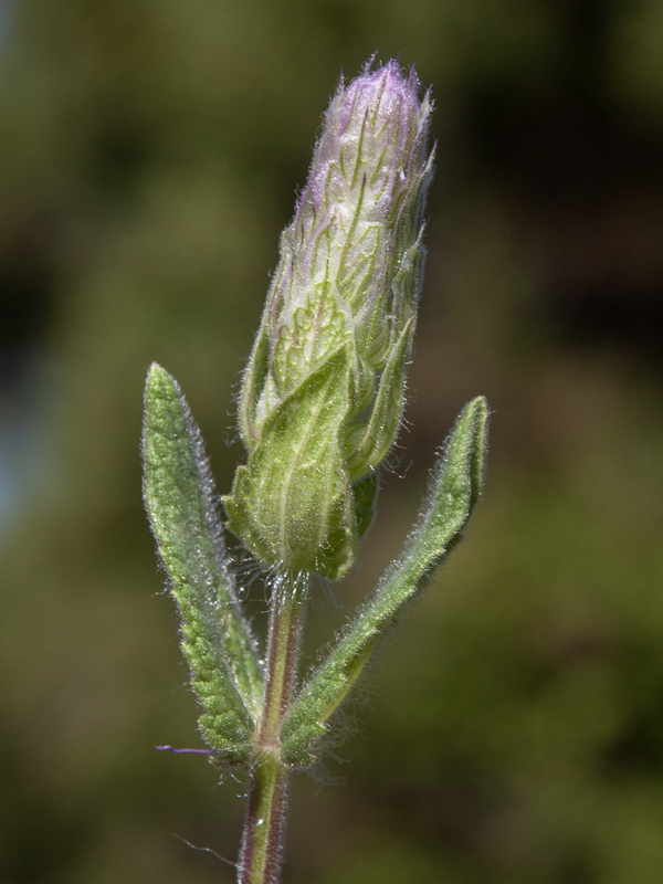 Nepeta tuberosa.04