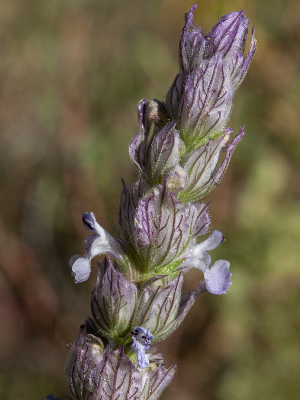 Nepeta tuberosa.06