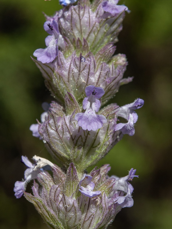 Nepeta tuberosa.08