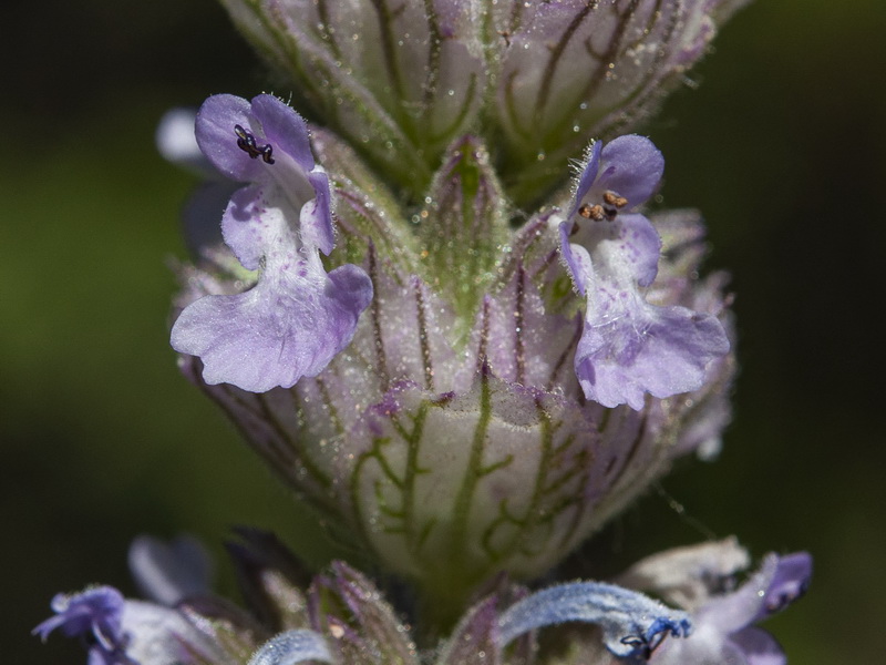 Nepeta tuberosa.11