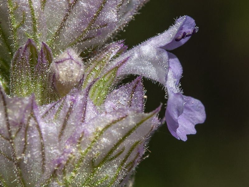 Nepeta tuberosa.13