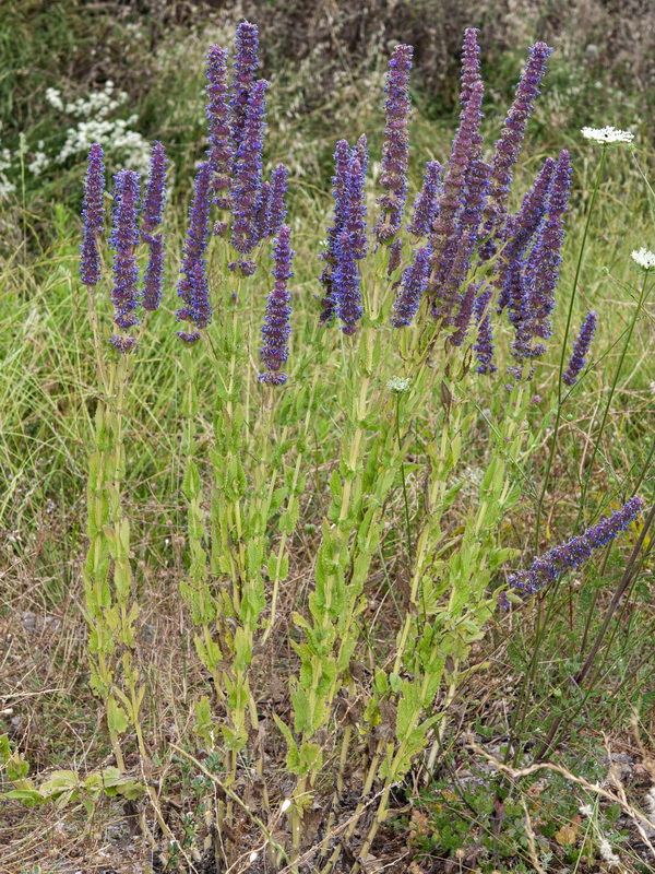 Nepeta tuberosa.14