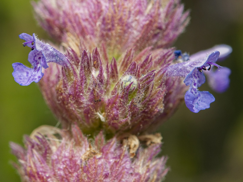 Nepeta tuberosa.21