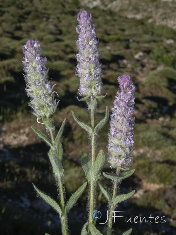 Nepeta tuberosa.23