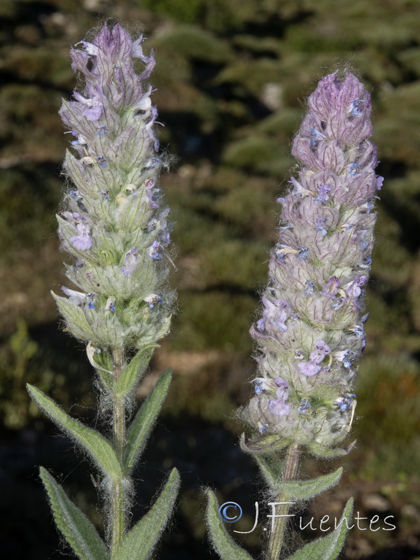 Nepeta tuberosa.24