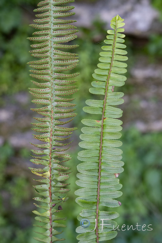 Nephrolepis cordifolia.01