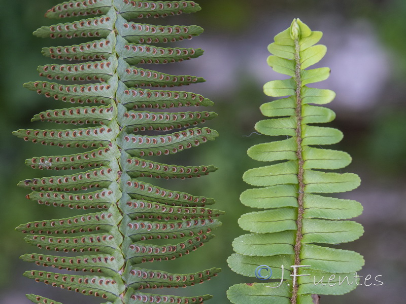 Nephrolepis cordifolia.02