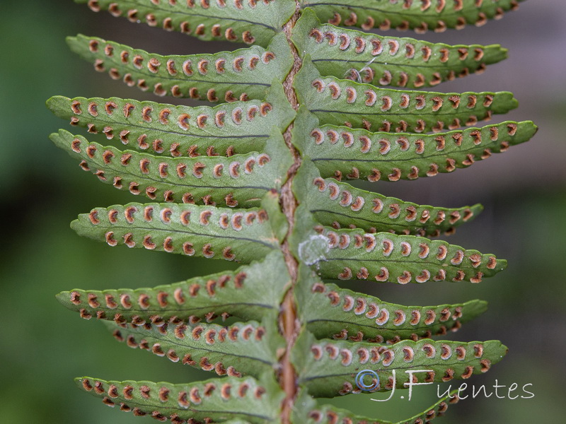 Nephrolepis cordifolia.03